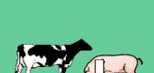 the carbon cycle - cattle