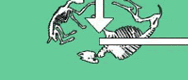 the carbon cycle - dead animals under soil