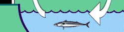 the carbon cycle - fish in a river