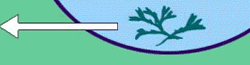 the carbon cycle - river vegitation